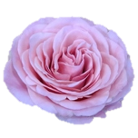 PicNic Roses de jardin d'Equateur Ethiflora